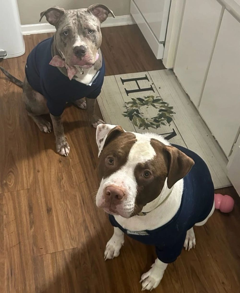 Woo and Karma, the pit bulls who inspired Pit Coffee